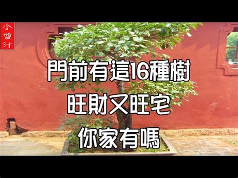 龍眼樹 風水